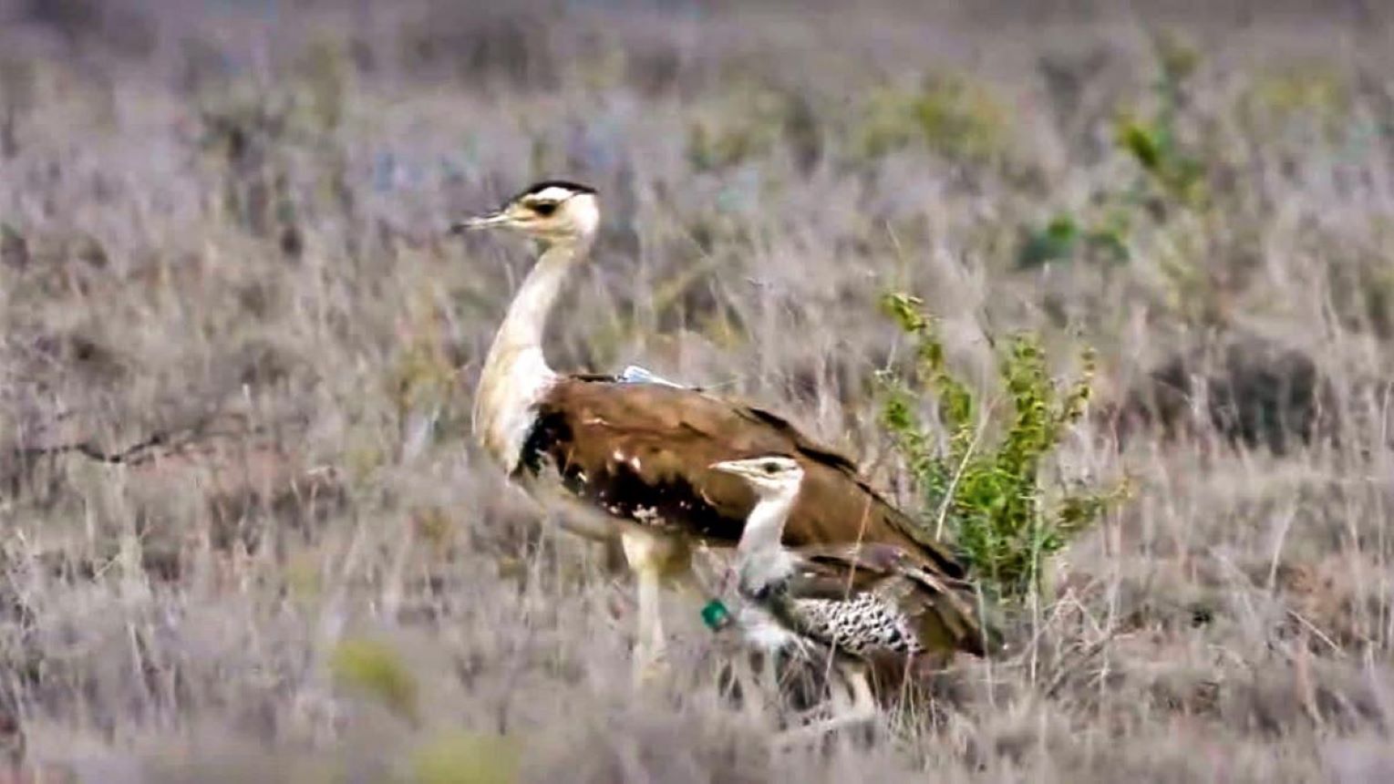 Three chicks of the Great Indian Bustard (GIB) were released into a specially designed rewilding tunnel at the Godawan Conservation Centre, Ramdevra, Jaisalmer